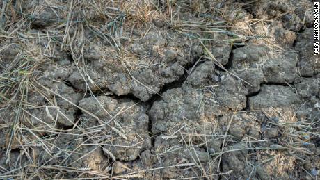 Cracked land in a dry field near Chelmsford, England.