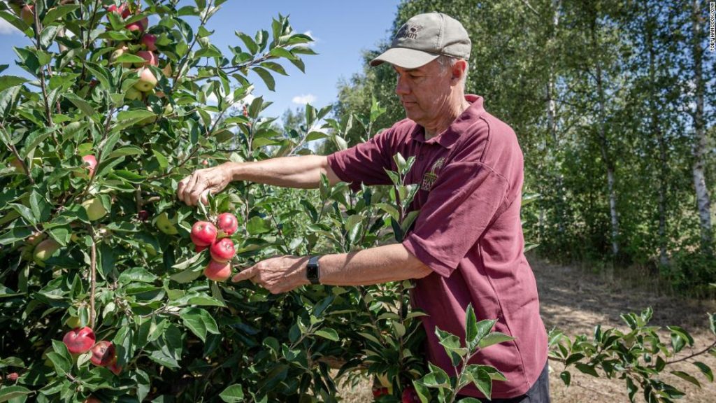 UK in fury as apples burn on branches and millions hit by ban of water cannon