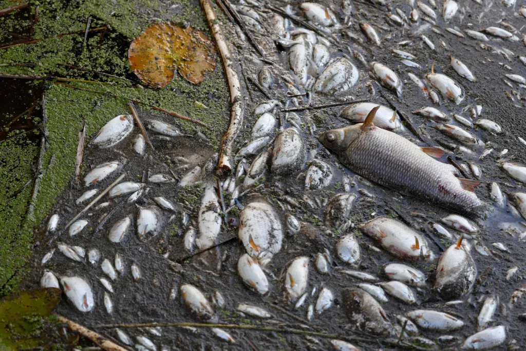 Mass mortality of Oder River fish at the German-Polish border linked to mercury