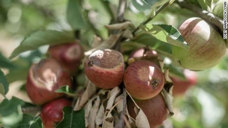 The apples on several trees at Lathcoats Farm at visibly burned, their skin turned to bits, and the flesh beneath turned cork.