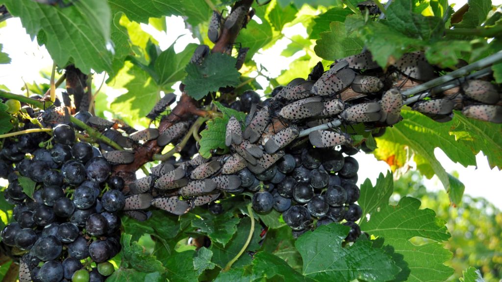 Spotted lantern flies feed on vineyards and endanger vineyards