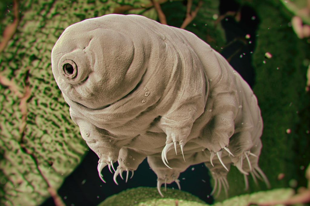 What makes this creature almost invincible?  Biologists gained a new insight