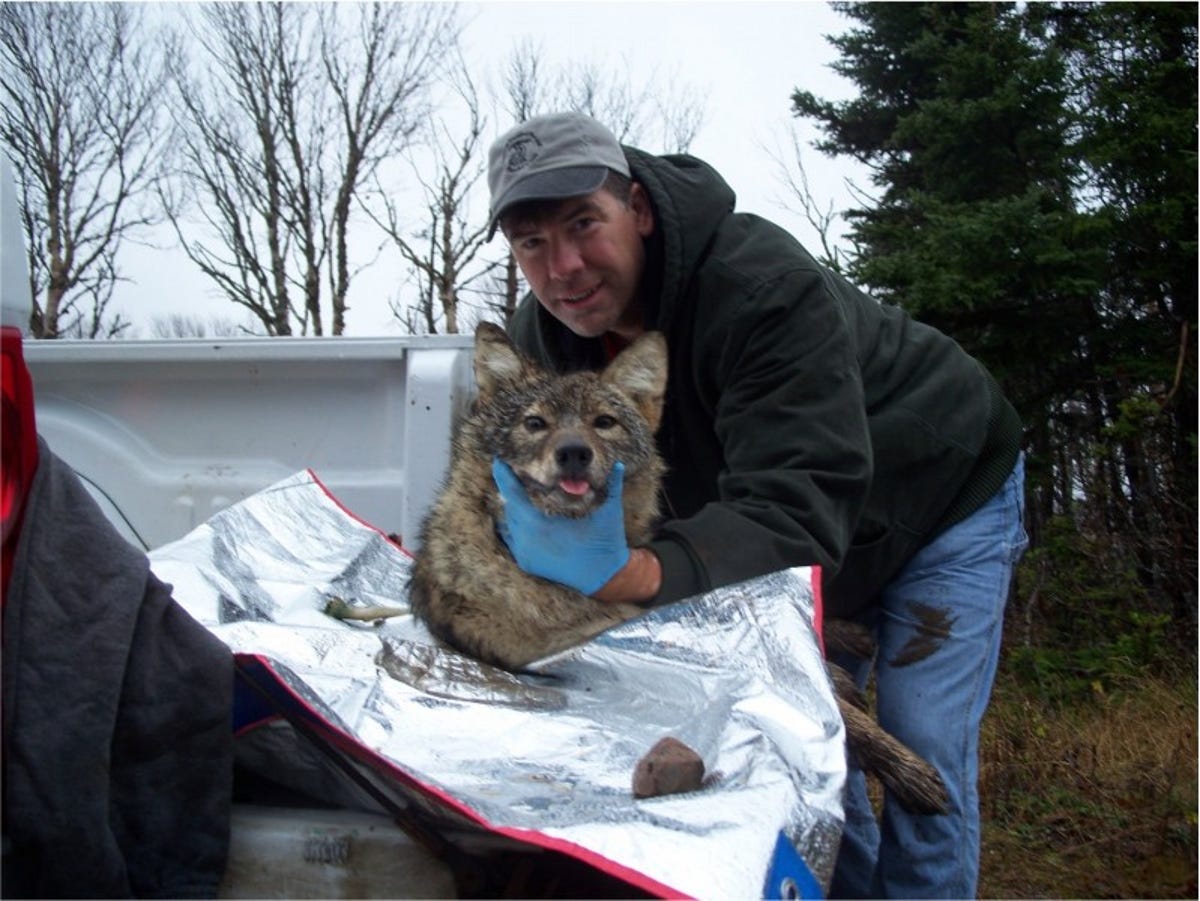 Gert is standing holding a wolf's mouth.  The animal seems rather cute.