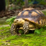 Tortoises as Family Pets: Teaching Responsibility and Care