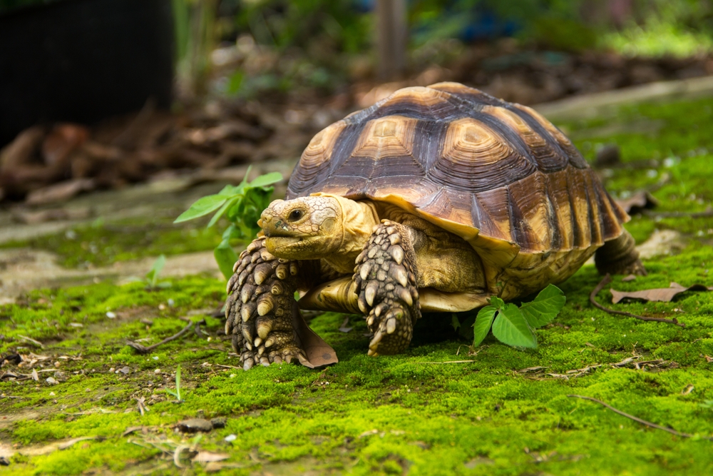 Tortoises as Family Pets: Teaching Responsibility and Care